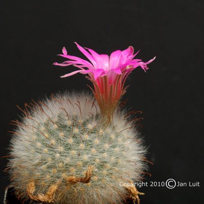 Mammillaria guelzowiana