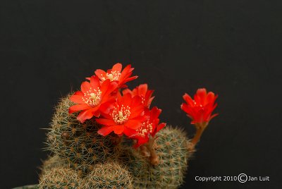 Rebutia brunescens