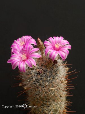 Mammillaria longiflora