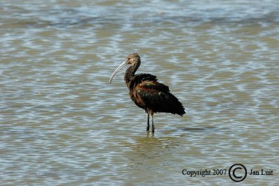 White-faced Ibis