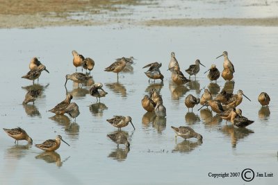 Long-billed Dowitcher