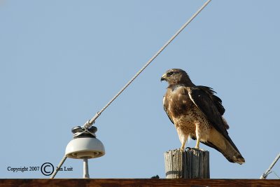 Swainson's Hawk