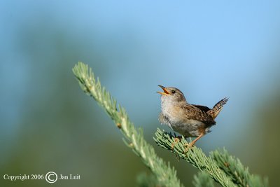 Sedge Wren