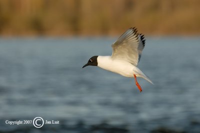 Bonaparte's Gull