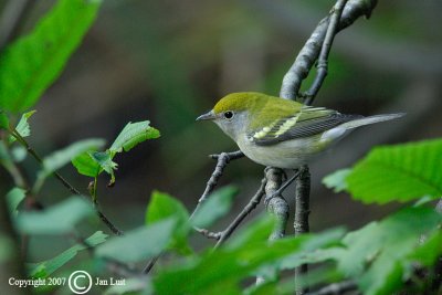 chestnut_sided_warbler