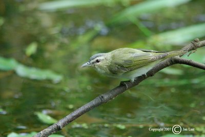 Red-eyed Vireo