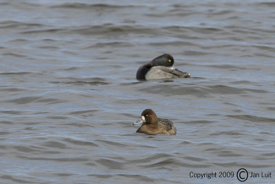 Lesser Scaup