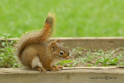 Red Squirrel (juvenile)