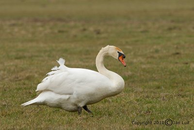 Mute Swan - Cygnus olor - Knobbelzwaan