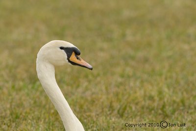 Mute Swan - Cygnus olor - Knobbelzwaan