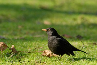 Blackbird - Turdus merula - Merel