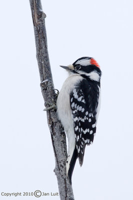 Downy Woodpecker - Picoides pubescens - Donsspecht