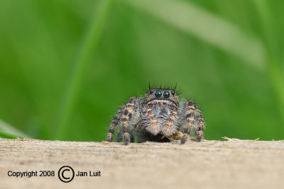 Pidippus purperatus - Jumping Spider