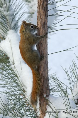 Red Squirrel -Tamiasciurus hudsonicus-Rode Eekhoorn
