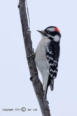 Downy Woodpecker - Picoides pubescens - Donsspecht