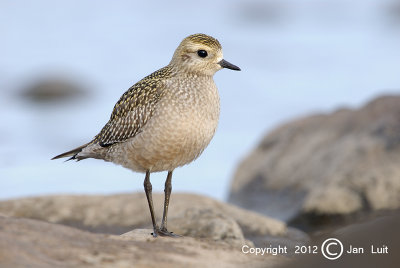 American Golden Plover - Pluvialis dominica - Ameerikaanse Goudplevier