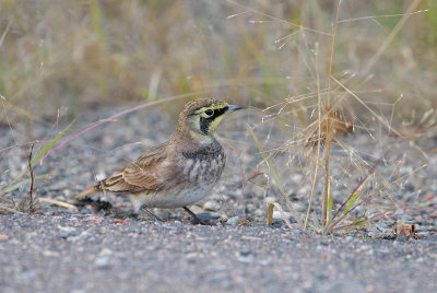 Horned Lark - Eremophila alpestris - Strandleeuwerik