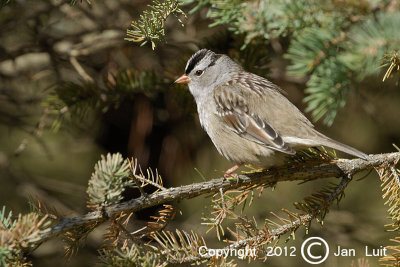 White-crowned Sparrow - Zonotrichia leucophrys - Witkruingors