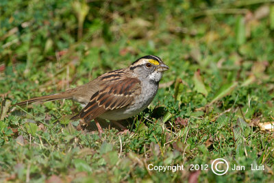 White-throated Sparrow - Zonotrichia albicollis - Witkeelgors