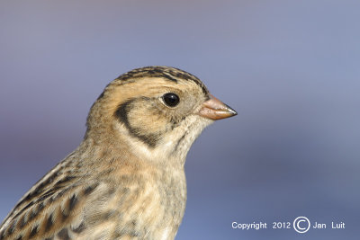 Lapland Longspur - Calcarius lapponicus - Ijsgors