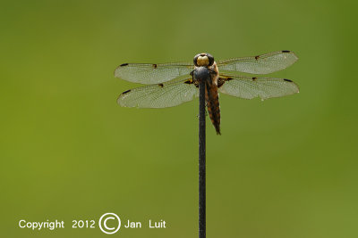 Four-spotted Skimmer - Libellula quadrimaculata - Viervlek