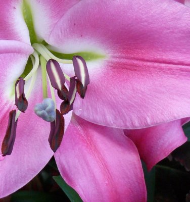 Large Pink Lily