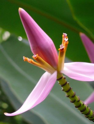 Banana Tree Flower