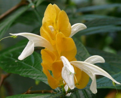 Hawaiian 'Luck' Flower