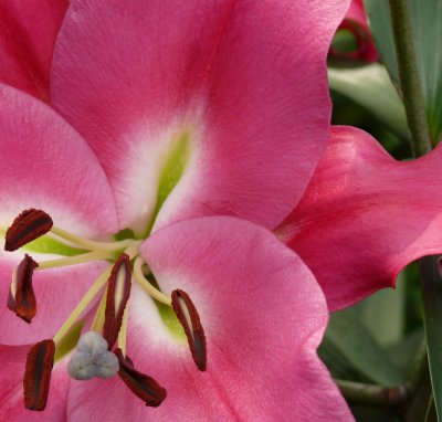 Gigantic Pink Lily
