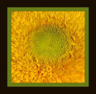 sunflowerframe.jpg