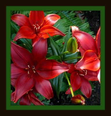 Redlilies.jpg