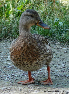 She-duck