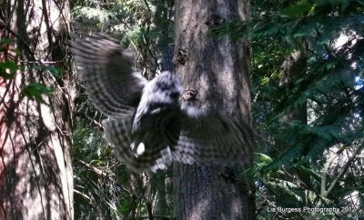 Barred Owl, Taking Flight