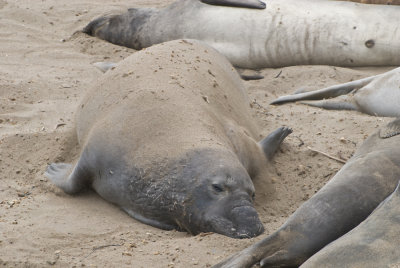 Elephant Seals  Piedras Blancas