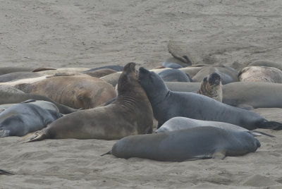 Elephant Seals  Piedras Blancas