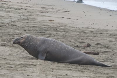 Elephant Seals  Piedras Blancas