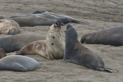Elephant Seals  Piedras Blancas