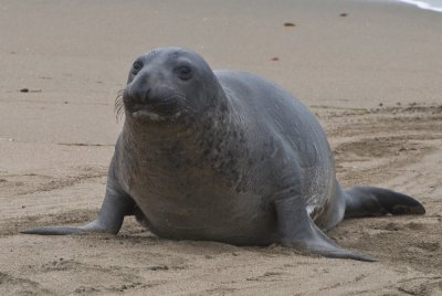 Elephant Seals  Piedras Blancas
