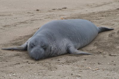 Elephant Seals  Piedras Blancas