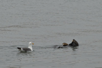 Morro Bay