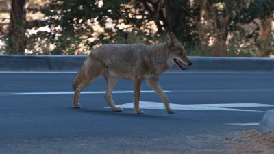 Coyote near Swinging Bridge