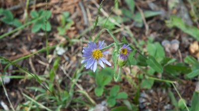 Summit Meadow flower