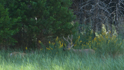 Buck in Yosemite Valley, south side