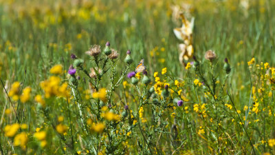 Yosemite Valley meadow flower
