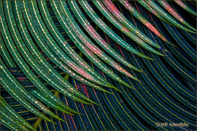 Palm Feathers