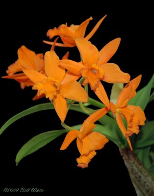 Blc Orange Treat Aileens Valentine AM/AOS