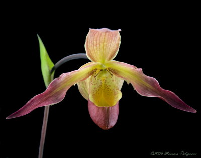 Phragmipedium After-Glo 'Winding Road' AM/AOS