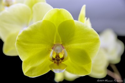 Phaleanopsis I-Hsin Lime 'Sherbert' AM/AOS