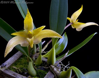 unknown Bulbophyllum