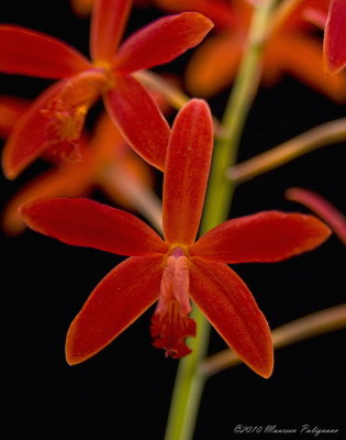 Cattleya milleri Phyllis AM/AOS